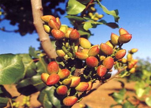[Cultivos]: CLM alcanzará las 12.000 hectáreas de pistacho.