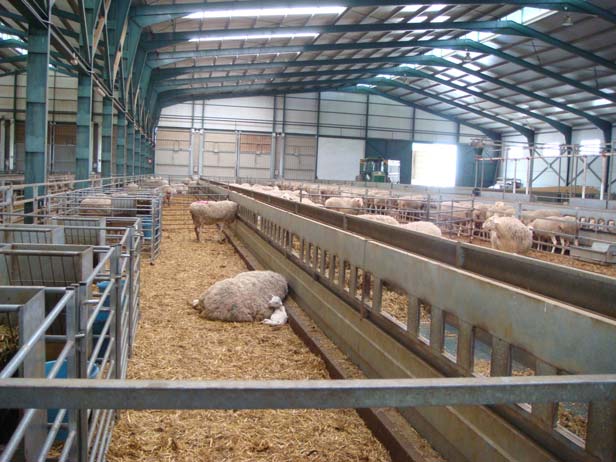 La producción de leche de oveja manchega aumenta un 60%