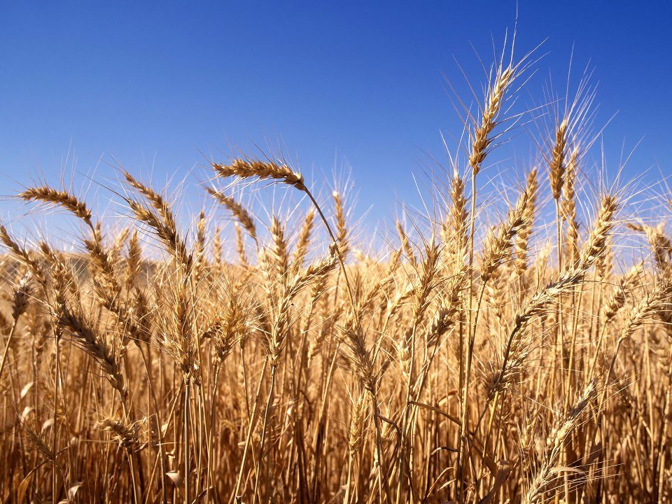 Castilla-La Mancha incide en trabajar en una PAC fuerte para que se mantengan los recursos de los cultivos herbáceos de secano