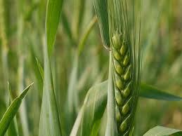 Identifican marcadores de interés agronómico en el trigo duro a partir de variedades locales mediterráneas