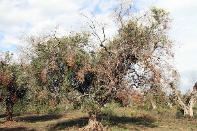 El proyecto LIFE Resilience intensifica su trabajo para lograr olivares más resilientes contra la Xylella