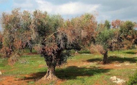 La Comunidad de Madrid activa un plan de actuación tras localizar un positivo por Xylella fastidiosa en un olivo de Villarejo