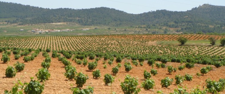 Mejorado el procedimiento de concesión de nuevas plantaciones de viñedo
