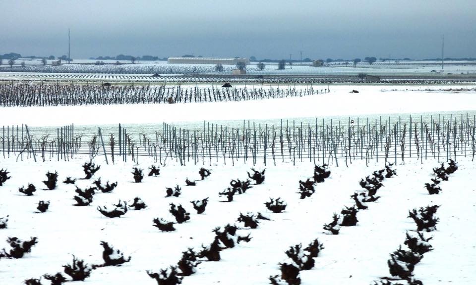 El MAPA modificará algunos plazos sobre nuevas plantaciones de viñedo