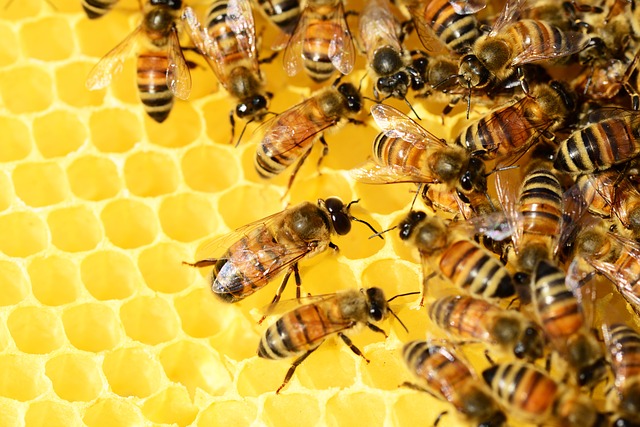 Bajos precios y cambio climático, principales amenazas de la apicultura en España