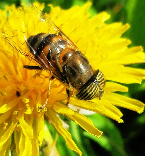 Un nuevo estudio concluye que dos de los pesticidas restringidos por la UE no afectan a las abejas