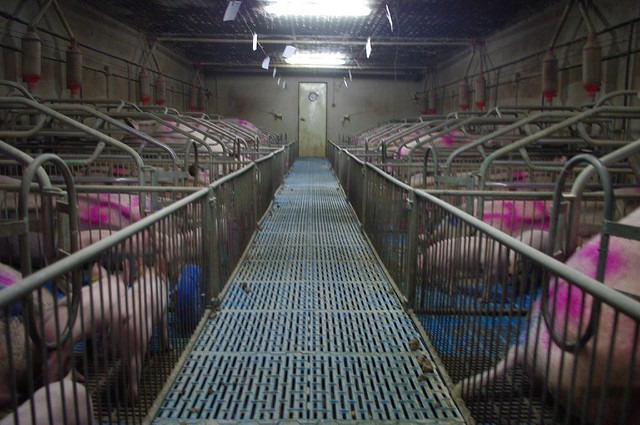 Un proyecto europeo para reducir los gases de efecto invernadero se probará en una granja porcina de Soria