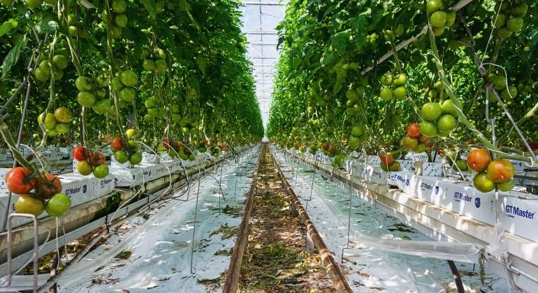 Un invernadero de Tomate tan grande como 24 campos de fútbol juntos