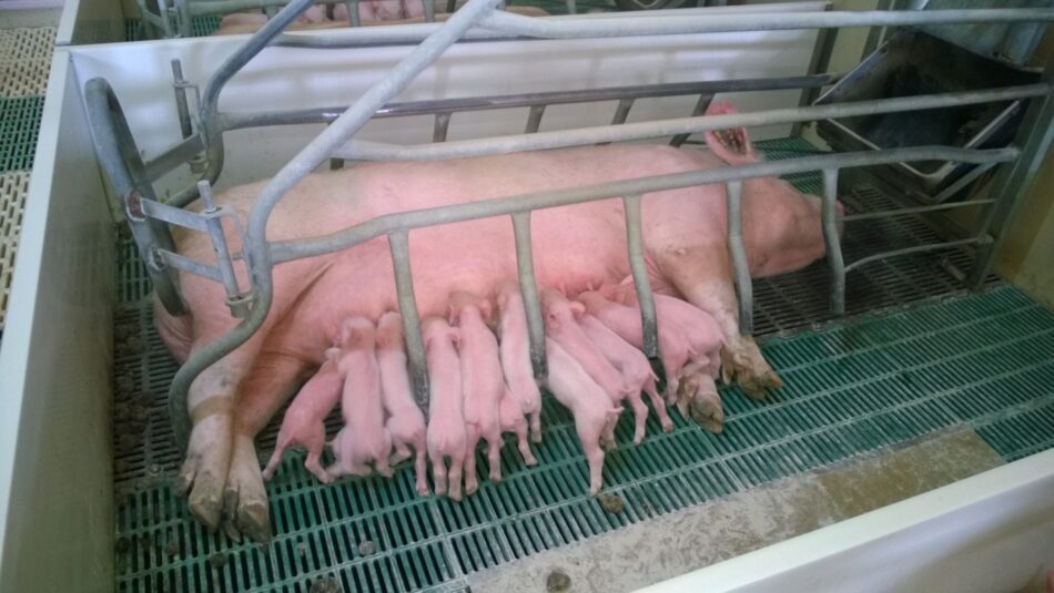 El MAPA ultima un nuevo RD de normas básicas de ordenación de las explotaciones porcinas intensivas
