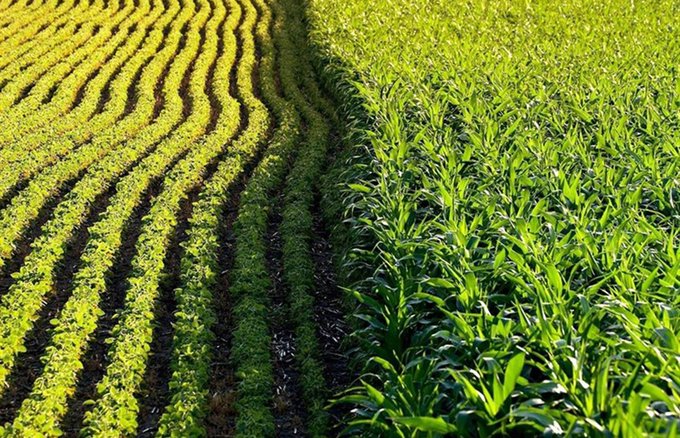 La superficie dedicada a cultivos transgénicos a nivel mundial creció un 1,9% el pasado año