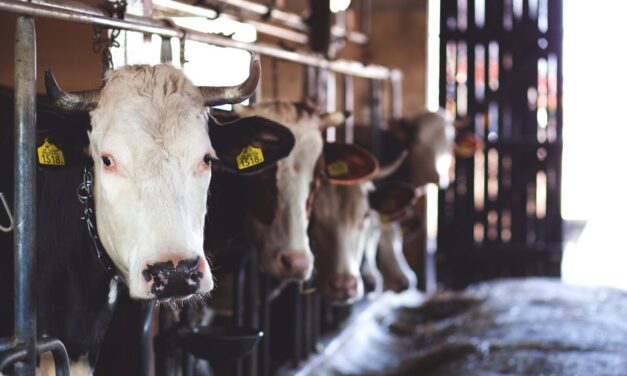RD sobre normas básicas de ordenación de las granjas bovinas